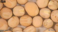 column seed