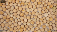 seed