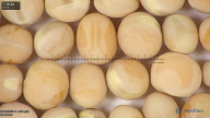 column seed