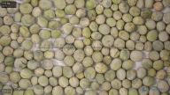 column seed