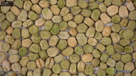 seed