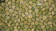 seed