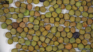 seed
