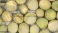column seed