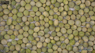 seed