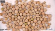 column seed