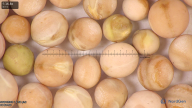 column seed