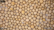 seed
