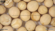 column seed