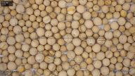 seed