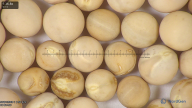 column seed