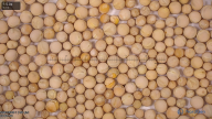 column seed