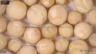 column seed