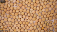 column seed