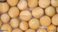 column seed