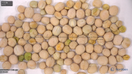 column seed