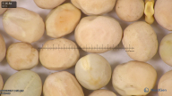 column seed