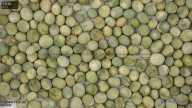 column seed