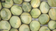 column seed