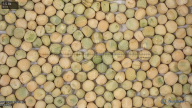 column Seed
