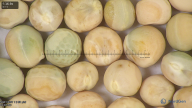 column seed