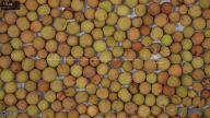 seed