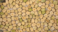 seed