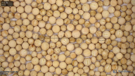 column Seed