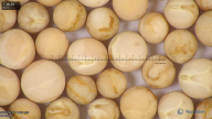 column seed