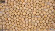 column Seed
