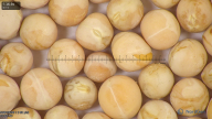 column seed