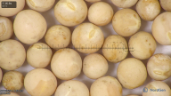 column seed