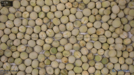 column seed