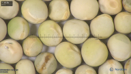 column seed