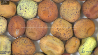 column seed