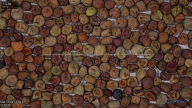 seed