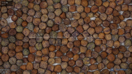 column Seed