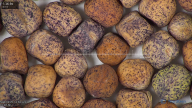 column seed