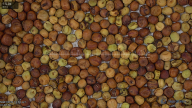 seed