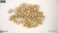 seed