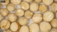 column seed