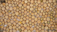 seed