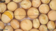 column seed