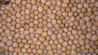 column seed