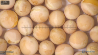 column seed