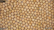 seed