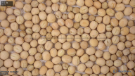 seed