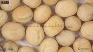 column seed