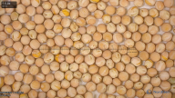seed
