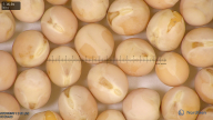 column seed
